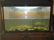 бескаркасный аквариум б/у 250 литров